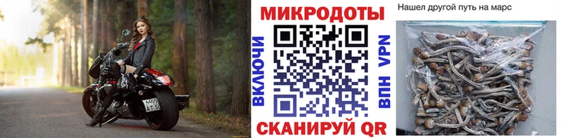 Галлюциногенные грибы Psilocybe  Строитель 